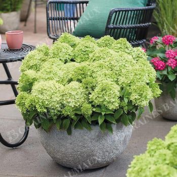 HORTENSIA GROUNDBREAKER® GREENY 2