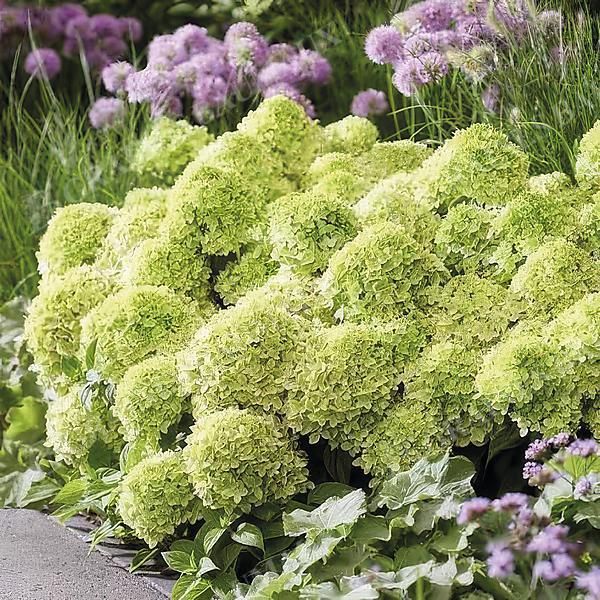 HORTENSIA GROUNDBREAKER® GREENY