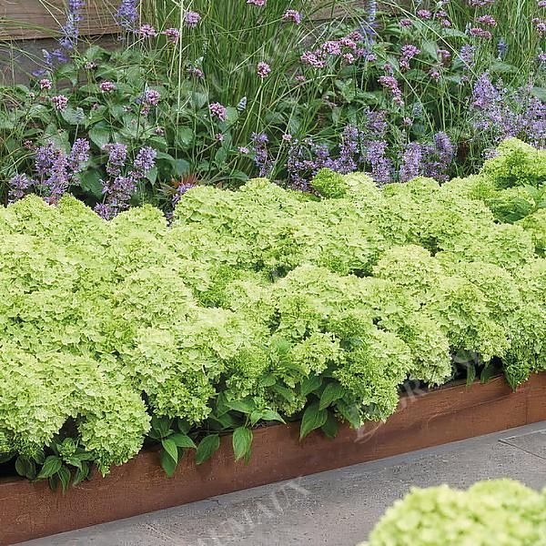 HORTENSIA GROUNDBREAKER® GREENY