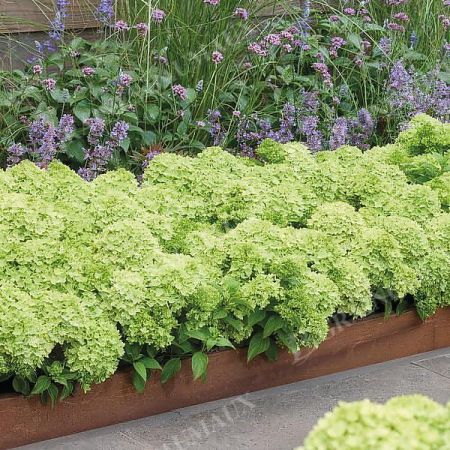 HORTENSIA GROUNDBREAKER® GREENY