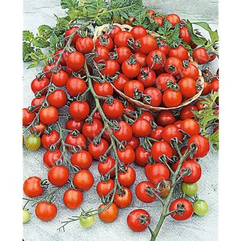 TOMATE F1 SUGARGLOSS