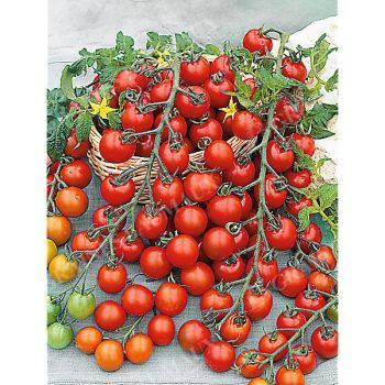 TOMATE F1 SUGARGLOSS 2