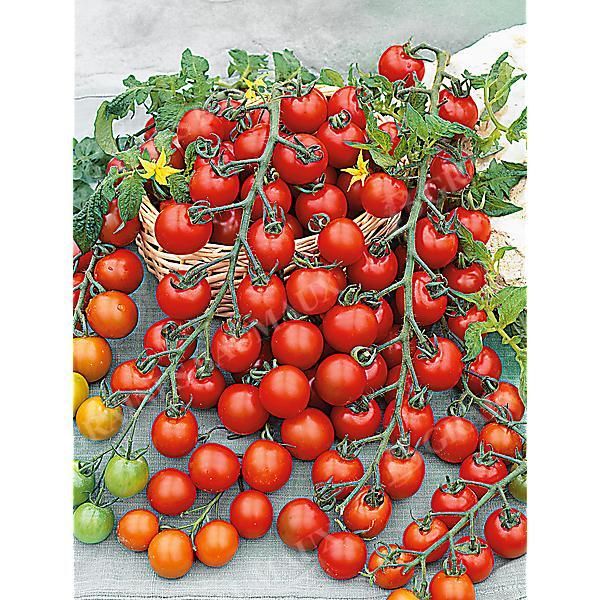 TOMATE F1 SUGARGLOSS
