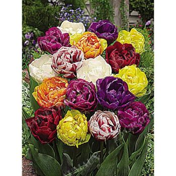 TULIPE PIVOINE MIX