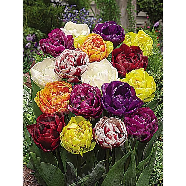 TULIPE PIVOINE MIX