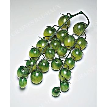 TOMATE F1 SUNGREEN