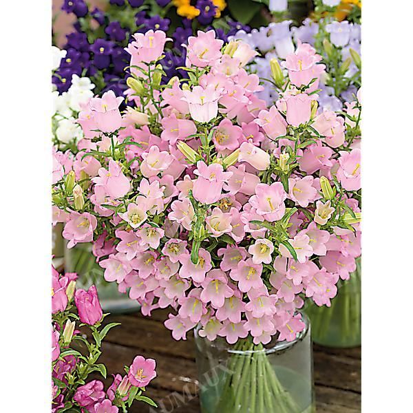 CAMPANULE medium F1 CHAMPION II PINK obtention...