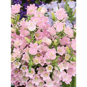 CAMPANULE medium F1 CHAMPION II PINK obtention SAKATA® 2