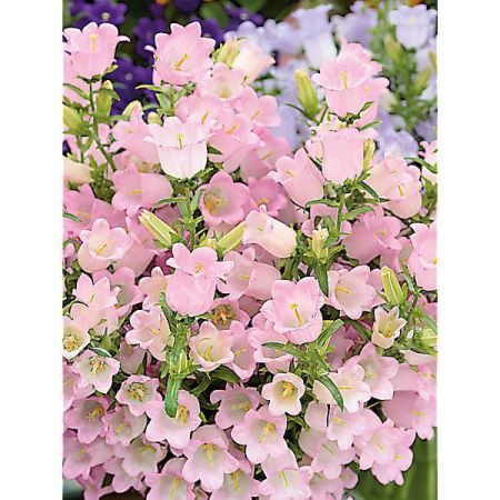 CAMPANULE medium F1 CHAMPION II PINK obtention SAKATA®