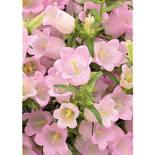 CAMPANULE medium F1 CHAMPION II PINK obtention...