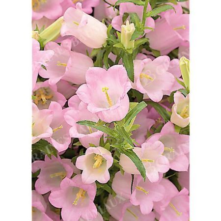 CAMPANULE medium F1 CHAMPION II PINK obtention SAKATA®