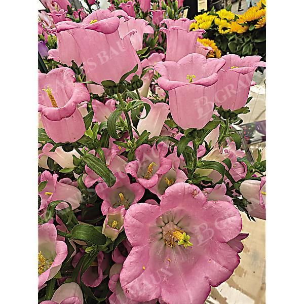CAMPANULE medium F1 CHAMPION II PINK obtention...