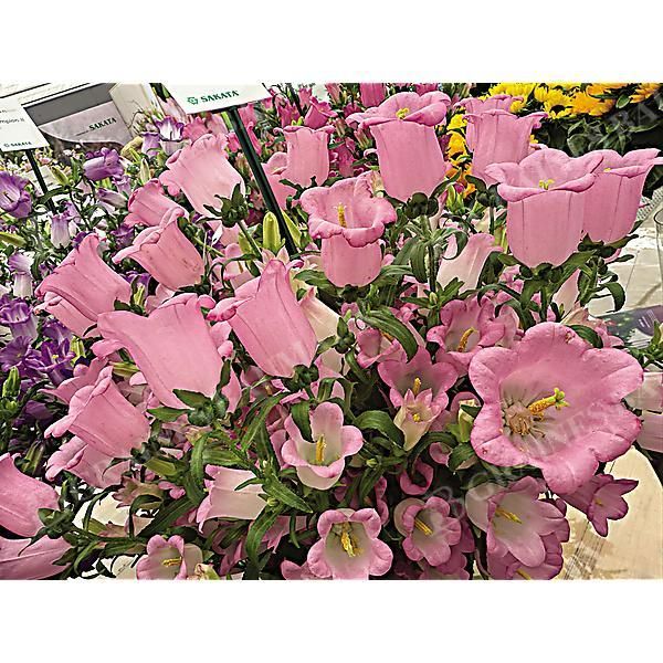 CAMPANULE medium F1 CHAMPION II PINK obtention...