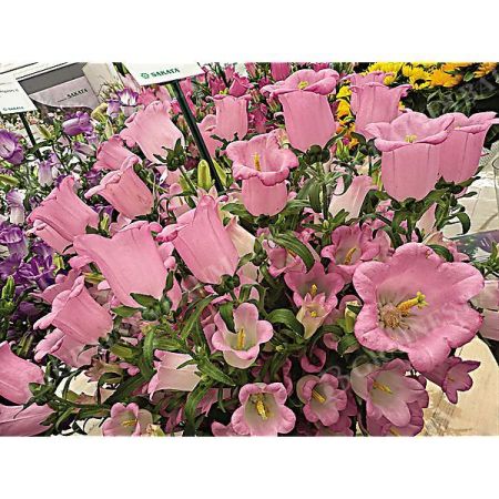 CAMPANULE medium F1 CHAMPION II PINK obtention SAKATA®