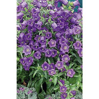 CAMPANULE medium F1 CHAMPION II DEEP BLUE obtention SAKATA®