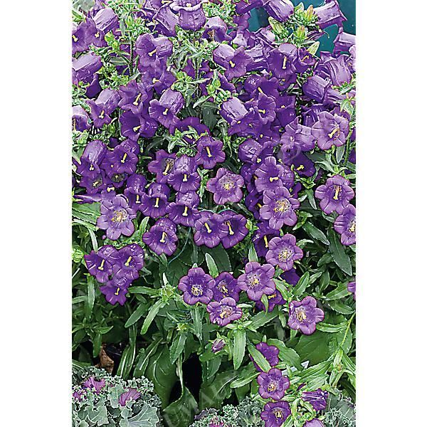 CAMPANULE medium F1 CHAMPION II DEEP BLUE...