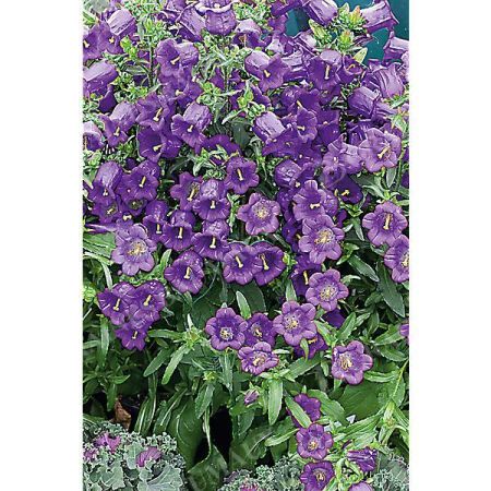 CAMPANULE medium F1 CHAMPION II DEEP BLUE obtention SAKATA®