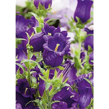 CAMPANULE medium F1 CHAMPION II DEEP BLUE obtention SAKATA® 2