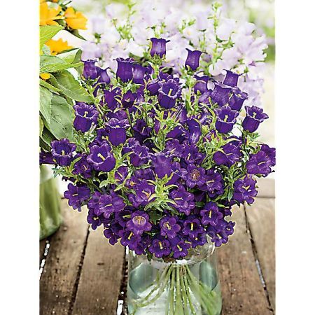 CAMPANULE medium F1 CHAMPION II DEEP BLUE obtention SAKATA®