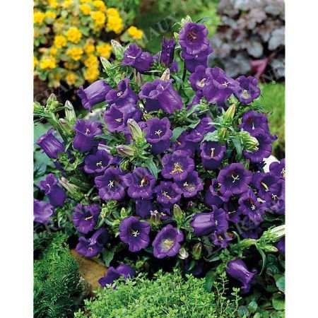 CAMPANULE medium F1 CHAMPION II DEEP BLUE obtention SAKATA®
