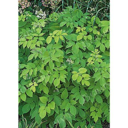 ARALIA cordata SUN KING