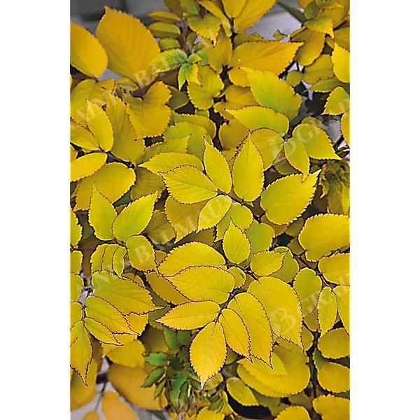 ARALIA cordata SUN KING