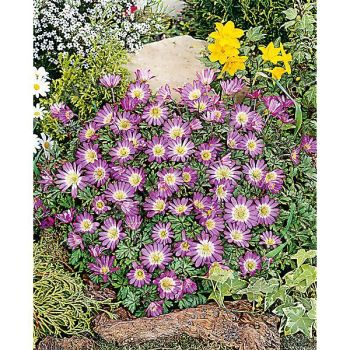ANÉMONE BLANDA VIOLET STAR