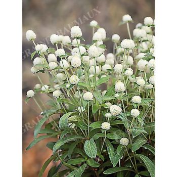 GOMPHRENA GLOBOSA PING PONG WHITE obtention SAKATA®