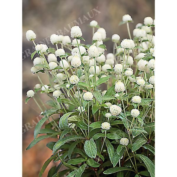 GOMPHRENA GLOBOSA PING PONG WHITE obtention...