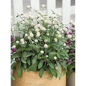 GOMPHRENA GLOBOSA PING PONG WHITE obtention SAKATA® 2
