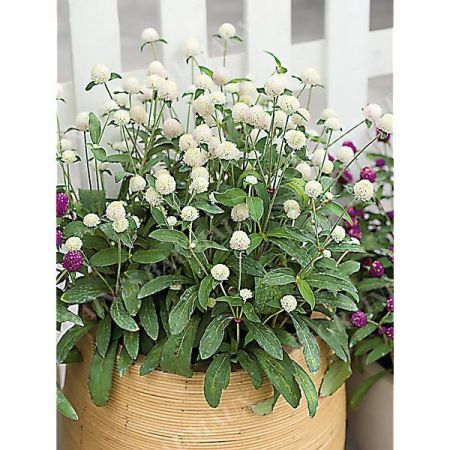 GOMPHRENA GLOBOSA PING PONG WHITE obtention SAKATA®