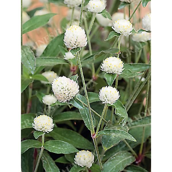 GOMPHRENA GLOBOSA PING PONG WHITE obtention...