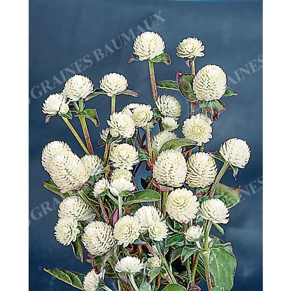 GOMPHRENA GLOBOSA PING PONG WHITE obtention...