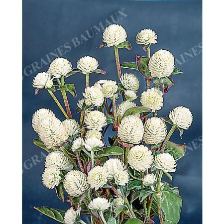 GOMPHRENA GLOBOSA PING PONG WHITE obtention SAKATA®