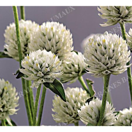 GOMPHRENA GLOBOSA PING PONG WHITE obtention SAKATA®