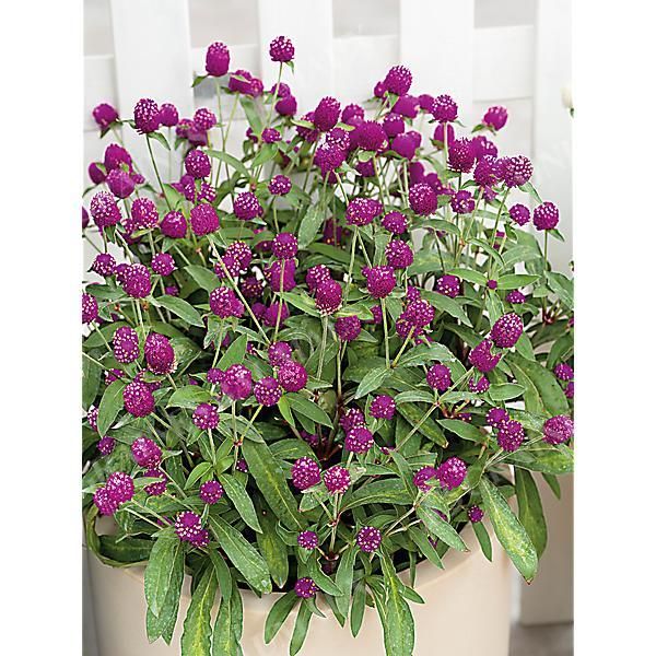GOMPHRENA GLOBOSA PING PONG PURPLE obtention...