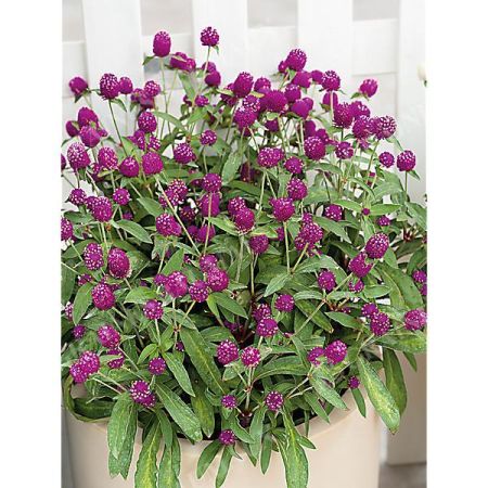 GOMPHRENA GLOBOSA PING PONG PURPLE obtention SAKATA®