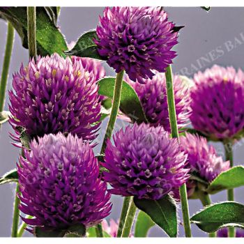GOMPHRENA GLOBOSA PING PONG PURPLE obtention SAKATA® 2
