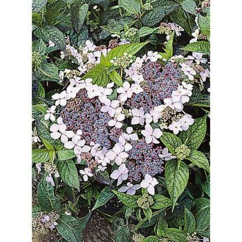 HORTENSIA serrata BLUE dit bonnet de dentelle