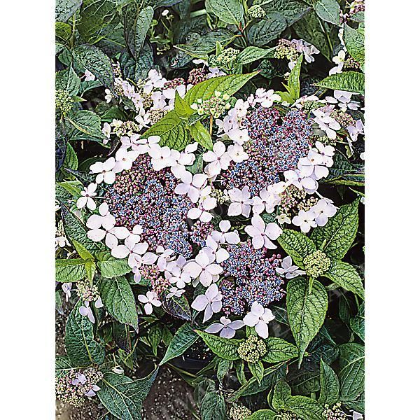 HORTENSIA serrata BLUE dit bonnet de dentelle