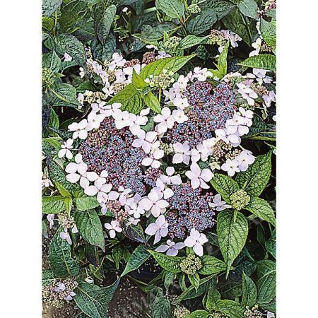 HORTENSIA serrata BLUE dit bonnet de dentelle