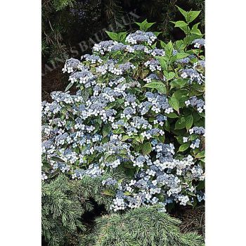 HORTENSIA serrata BLUE dit bonnet de dentelle 2