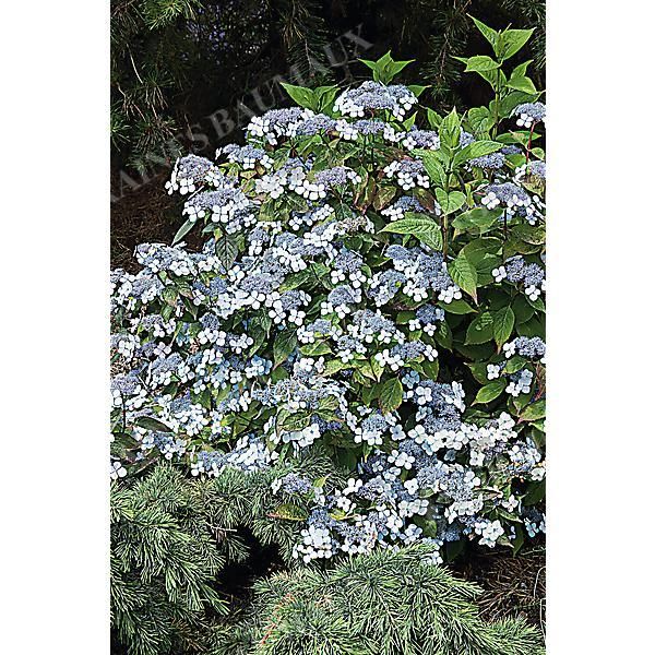HORTENSIA serrata BLUE dit bonnet de dentelle