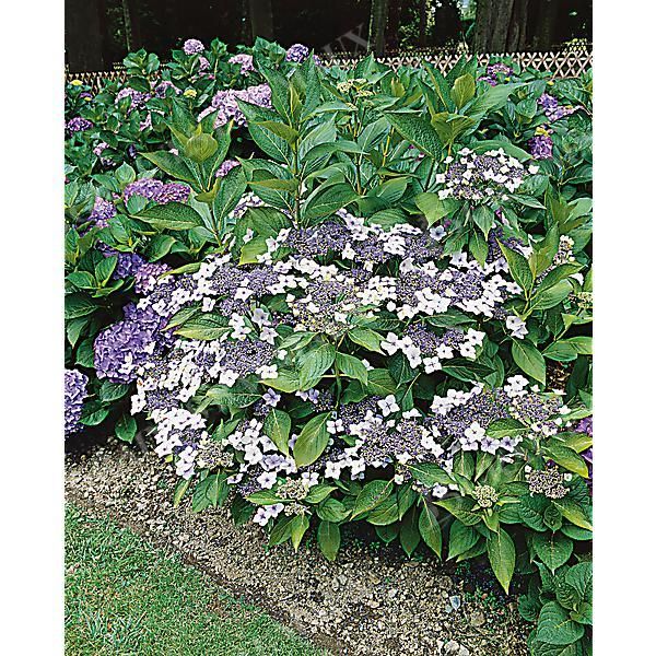 HORTENSIA serrata BLUE dit bonnet de dentelle