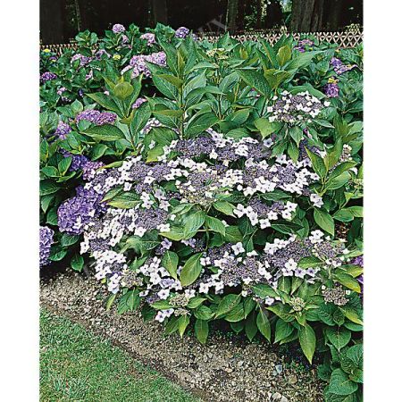 HORTENSIA serrata BLUE dit bonnet de dentelle