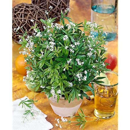 ASPÉRULE ODORANTE