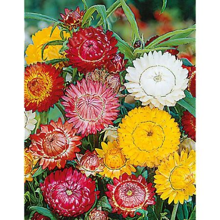 IMMORTELLE à BRACTÉES en BEAU MÉLANGE de coloris variés