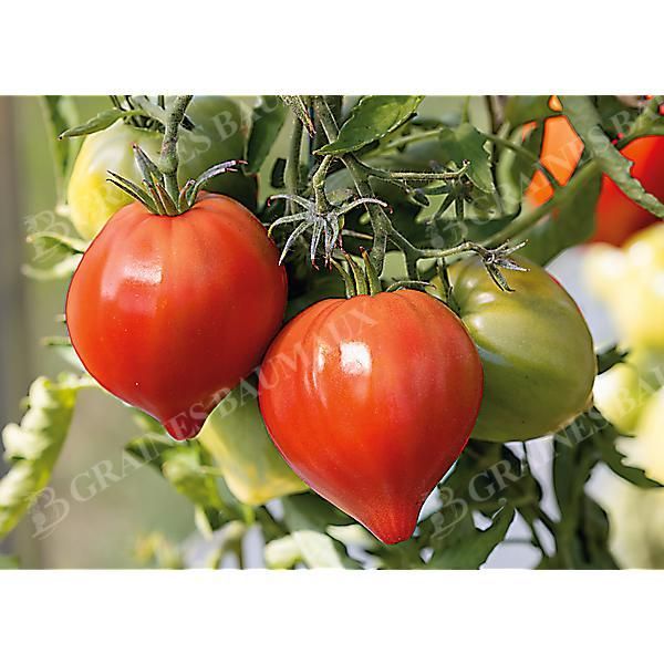 TOMATE CŒUR de BŒUF (cuor di bue) sélection...