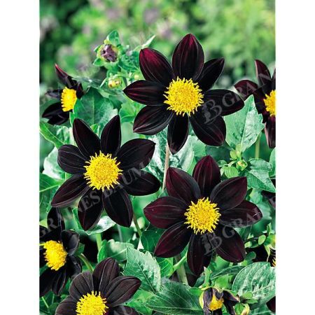 DAHLIA MEXICAN BLACK