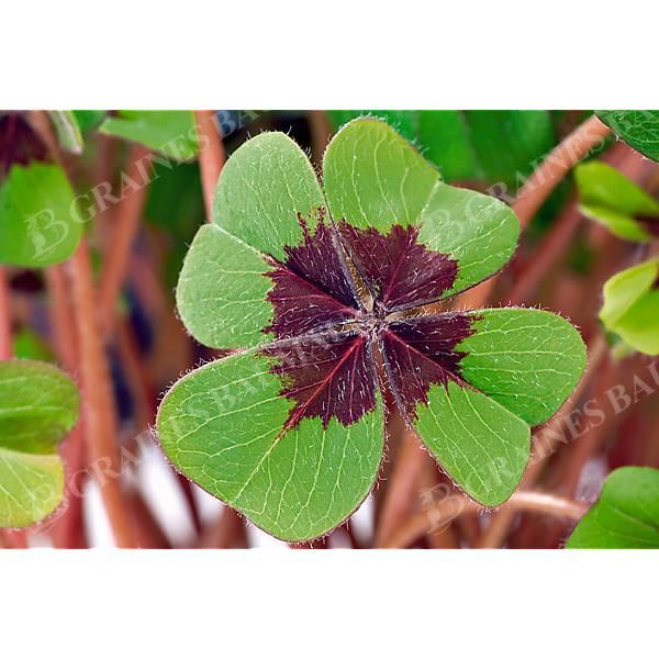 OSEILLE MEXICAINE CROIX de FER (oxalis...
